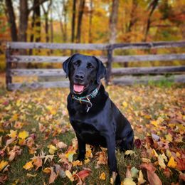 Labrador Retriever All Grown Up from KVF Labradors
