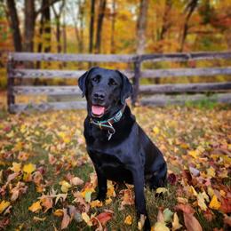 Labrador Retriever All Grown Up from KVF Labradors