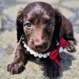Swedish - Chocolate female Dachshund puppy in Grants Pass, Oregon from Treasure Dachshunds