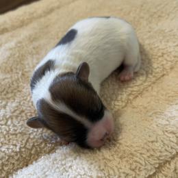 Boy 2 - White and sable male Papillon puppy in Central Florida, Florida from Sunshine Papillons