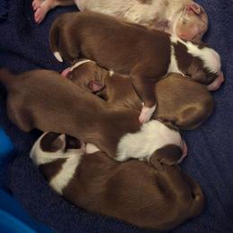 Girl 6 - Red tri-color female Australian Shepherd puppy in Russellville, Kentucky from Page Family Homestead