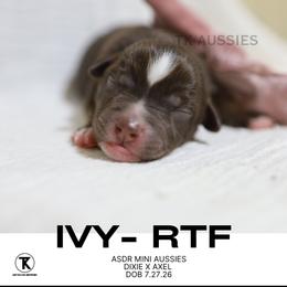 Ivy Red Tri Female - Red tri female Miniature Australian Shepherd puppy in Nacogdoches, Texas from TK Standard, Mini, & Toy Aussies