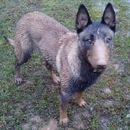 Belgian Malinois and Boston Terrier All Grown Up from SB Bostons / Raksha Malinois