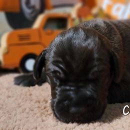 Great Dane Puppies from Caddylicious Great Danes