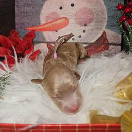 Anastasia - Red  female Goldendoodle puppy in Boise, Idaho from Goldendoodle Baby