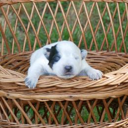 4 - Blue mottled male Australian Cattle Dog puppy in Buffalo Valley, Tennessee from Buffalo Valley Breeders