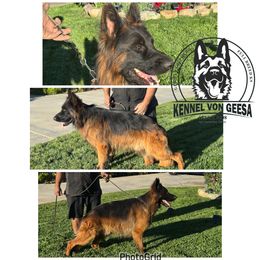 Jack - German Shepherd