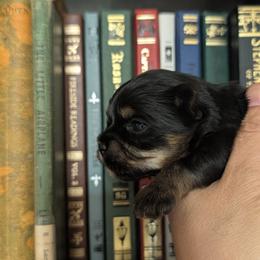 Yorkshire Terrier Puppies from Cypress Creek Yorkies