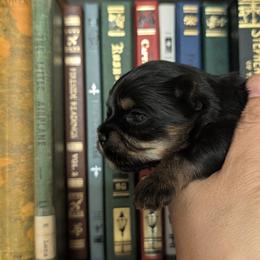 Yorkshire Terrier Puppies from Cypress Creek Yorkies