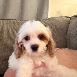 Estella - Blenheim female Cavapoo puppy in Hickory, North Carolina from Homegrown Spaniels
