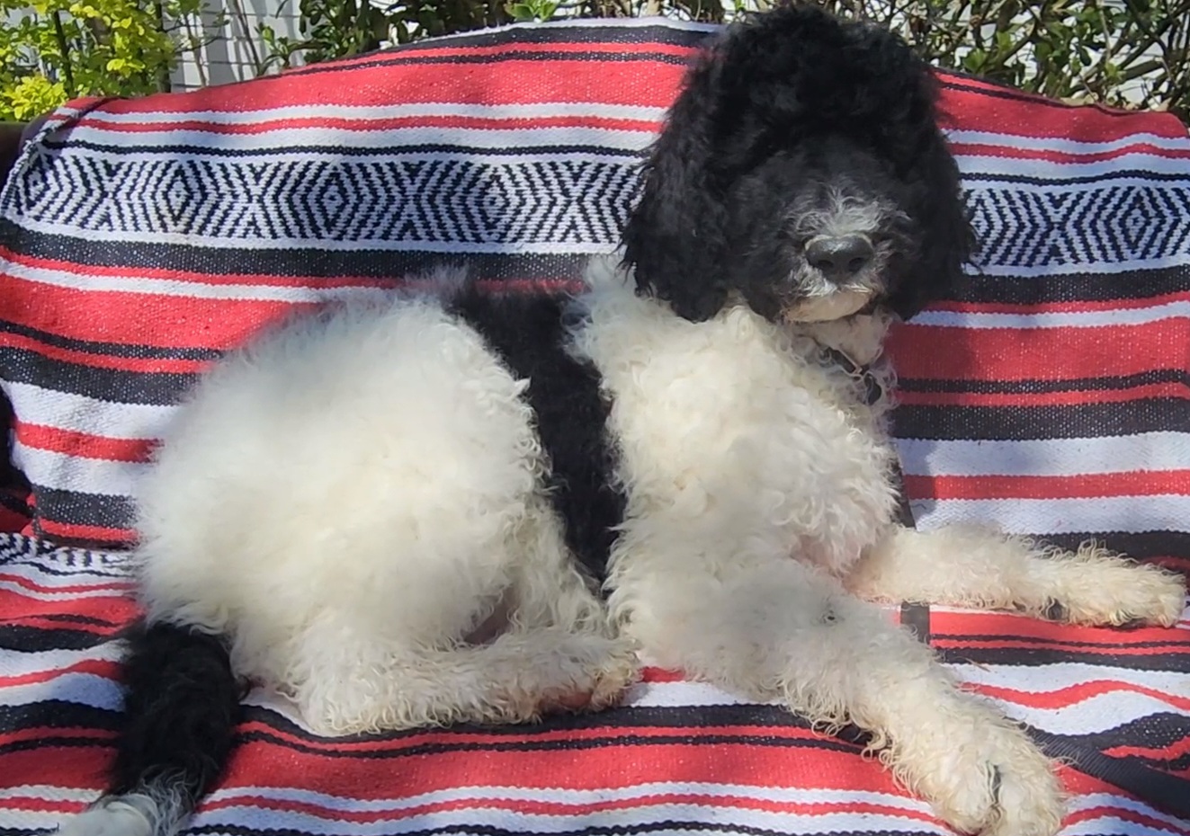 BRODY OBEDIENCE TRAINED - Parti Goldendoodle puppy in Rome, Georgia from Lisa Marie's Poodles & Doodles