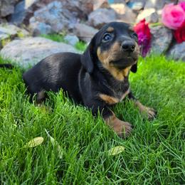 Tilly - Black and tan female Dachshund puppy in Florence, Arizona from Doxie Town Az