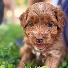 Sadie - Red female Cockapoo puppy in Denver, Pennsylvania from Greenview Puppies