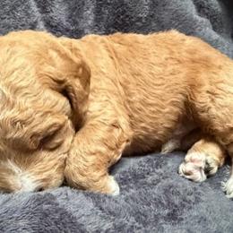 Sunny, Yellow Collar - Parti male Goldendoodle puppy in Valley Center, Kansas from The Goldendoodle Gal