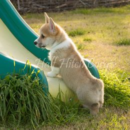Pembroke Welsh Corgi Puppies from Half Hitch Corgis