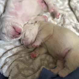 French Bulldog Puppies from Mathew Household Frenchies