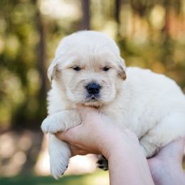 Pumpkin - Golden female Golden Retriever puppy in Millry, Alabama from Buck Hill Goldens