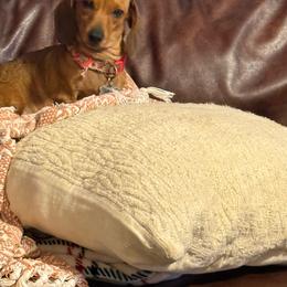 Penny - Dachshund