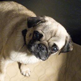 Molly - Pug