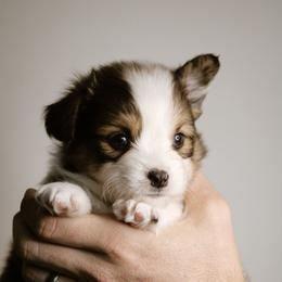 Tommy - Sable male Pembroke Welsh Corgi puppy in South Otselic, New York from Ridge Top Corgis
