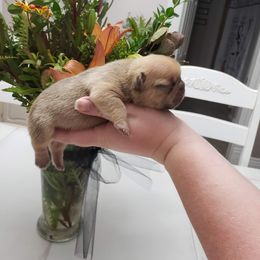 French Bulldog Puppies from Kelly's Fabulous Frenchies