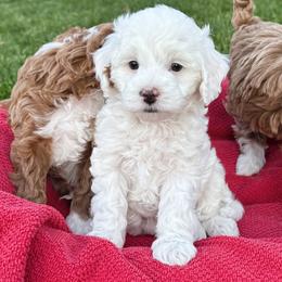 Windmill Palm - Parti male Goldendoodle puppy in Bountiful, Utah from Red Brick Doodles