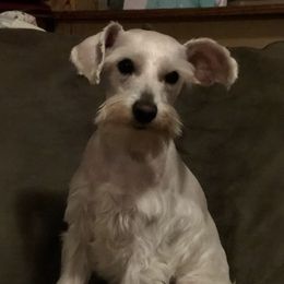 Jack - Miniature Schnauzer