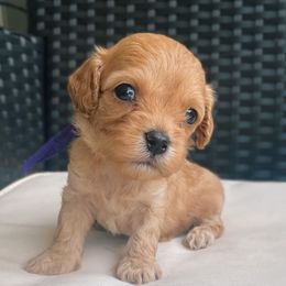 Myrtle - Red female Cavapoo puppy in Van Alstyne, Texas from Home Grown Puppies