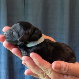 Light Blue - Black male Goldendoodle puppy in Ocala, Florida from Dandy Doodles