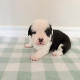 1 - Black and white male American Corgi puppy in Boyd, Texas from Barker's Corgis