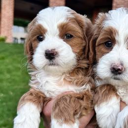 Frond - Red  male Goldendoodle puppy in Bountiful, Utah from Red Brick Doodles