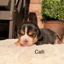 Calli - Black tan and white female Beagle puppy in Mansfield, Missouri from Rippee Creek Kennel