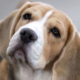 Beagles from Epic Beagles