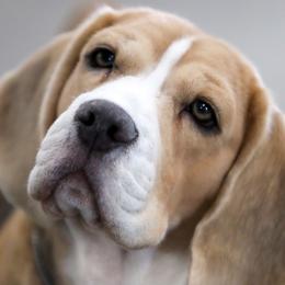 Beagles from Epic Beagles