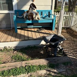 Basset Hound All Grown Up from Hazard Hound Kennels