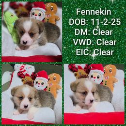 Fennekin - Red female Pembroke Welsh Corgi puppy in Macon, Georgia from Middle Georgia Saints and Corgis