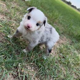Strawberry - Blue merle female Toy Australian Shepherd puppy in Mineral Wells, Texas from Five G Toy Aussies