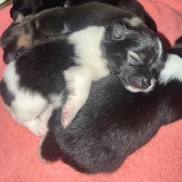Piper - Black parti female Pomeranian puppy in Costa Mesa, California from Wheresmil0
