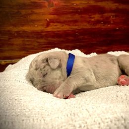 Great Dane Puppies from Alchemy Danes