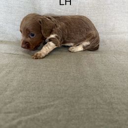 Isabella piebald - Fawn (isabella) and tan male Dachshund puppy in Mount Vernon, Ohio from Double A Dachshunds