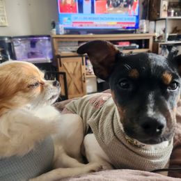 Parson Russell Terrier Puppies from Jumping Jack's Russell Terriers