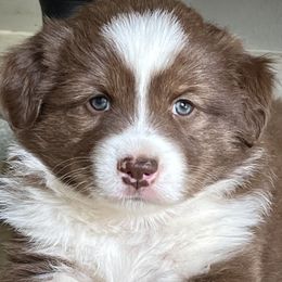 Boy 1 - Australian Shepherd puppy in Whitesburg, Georgia from Velocity Farms, farm raised Aussies