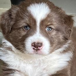 Boy 1 - Australian Shepherd puppy in Whitesburg, Georgia from Velocity Farms, farm raised Aussies