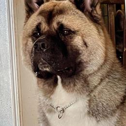 Reo - Akita