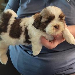 Kolton - Liver and white male Shih Tzu puppy in Parma, Ohio from D's DeVine Shih-Tzu