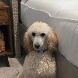 Jordan - Poodle