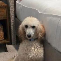 Jordan - Poodle