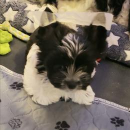 Nova - Parti female Yorkshire Terrier puppy in Mattoon, Illinois from Strohlz Yorkies