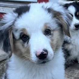 Boy 2 - Blue merle Miniature American Shepherd puppy in Texas from Epic Miniature American Shepherds