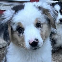 Boy 2 - Blue merle Miniature American Shepherd puppy in Texas from Epic Miniature American Shepherds